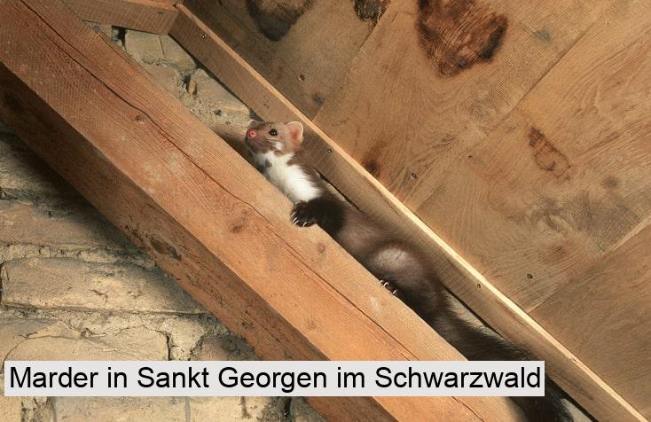 Marder in Sankt Georgen im Schwarzwald